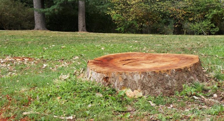 Qu Est Ce Que Le Dessouchage Et Pourquoi Est Ce Important Parisot